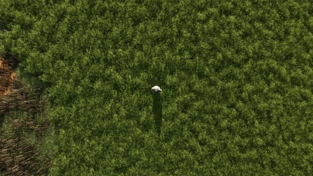 More beautiful grass