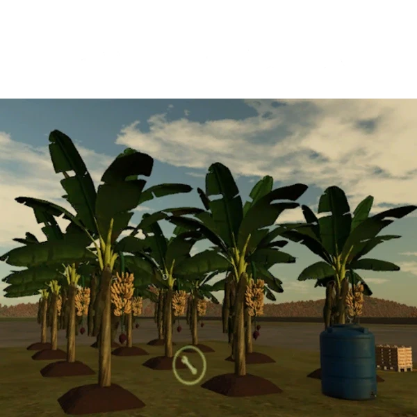 Banana Plantation