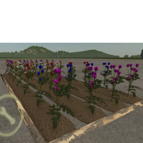 Rose Garden