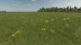 Grass with Dandelions and Daisies