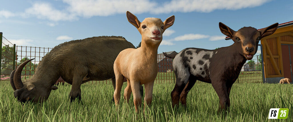 More Visual Animals
