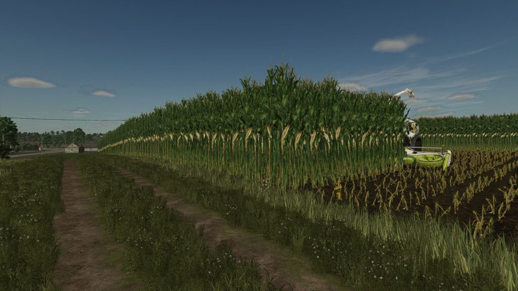 Maize texture (height changed)