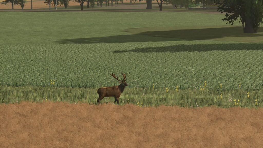 More Wild Animals