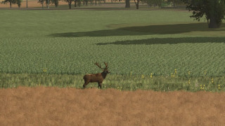 More Wild Animals