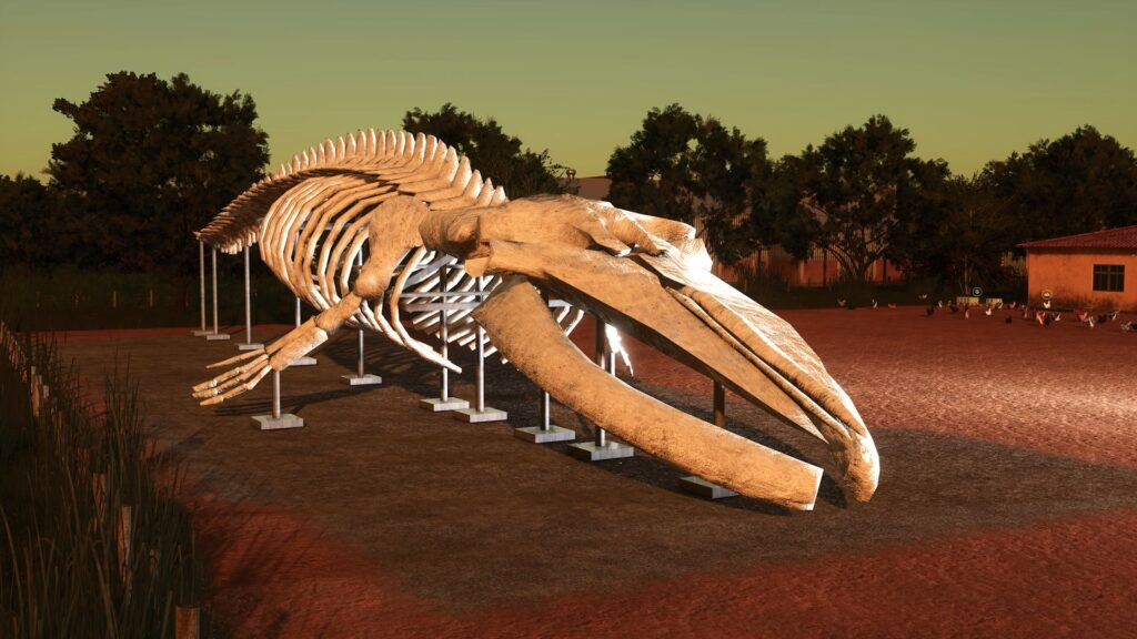 Whale skeleton
