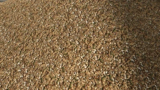 Woodchip texture